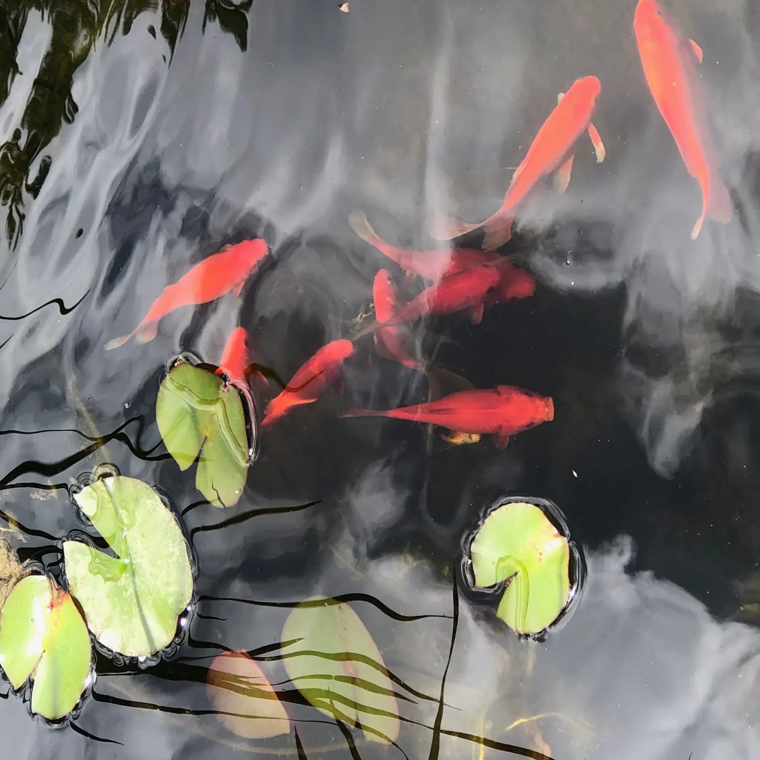 Koi Pond
